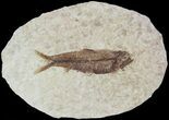 Small, Knightia Fossil Fish - Wyoming #47499-1